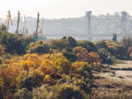 Вместо застройки на левом берегу Дона рощу преобразуют в парк Левобережная роща //Фото Роман Неведров