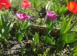 Ростов увеличит площади тепличных хозяйств на территории городских парков