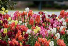 В парках и на улицах Ростова к лету высадят 1 млн цветов