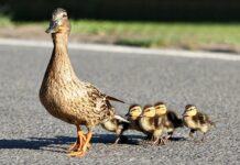 На трассе под Ростовом водители спасли утят