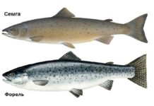 В Ростовской области в магазинах вместо сёмги продавали форель В Ростовской области в магазинах вместо сёмги продавали форель //Фото с сайта profrybolov.ru