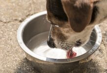 Ростовчан призывают выставлять воду для бездомных животных животным необходимо в сильную жару выставлять воду на улице // фото: internetteders.com