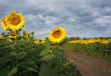 В Ростове изъяли 85 тонн подсолнечника, зараженного карантинным сорняком поля подсолнечника // фото: naked-science.ru