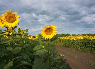 В Ростове изъяли 85 тонн подсолнечника, зараженного карантинным сорняком поля подсолнечника // фото: naked-science.ru
