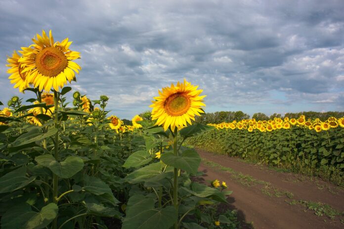 поля подсолнечника // фото: naked-science.ru
