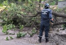 В Ростове из-за сильного ветра упали 35 деревьев