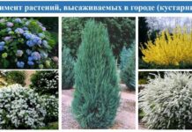 В Ростове осенью высадят 8,5 тысяч деревьев и 28 тысяч кустарников В Ростове осенью высадят 10 тысяч кустарников // фото: телеграм-канал Алексей Логвиненко