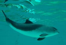 Зоолог рассказал о причинах появления дельфинов в Дону дельфин-азовка // фото: ru.wikipedia.org/wiki/Черноморская_морская_свинья