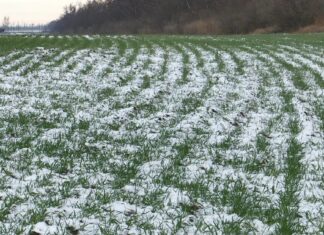 На Дону завершается осенний сев озимых озимые // фото: Пресс-центр ФГБУ Россельхозцентр по Ростовской области