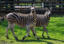 Ростовский зоопарк празднует День рождения зебры Фифы