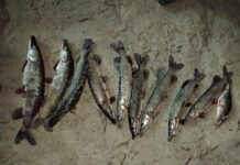 В Ростовской области незаконно вылавливали щуку браконьер незаконно ловил щуку // фото: УТ МВД России по СКФО