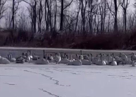 лебеди на пруду лебеди вмерзли в пруд в хуторе Кавалерский // фото: скриншот видео vk.com/wall467020813_7420