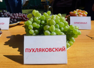 ДГТУ создаст учебный центр федерального уровня и будет развивать виноделие автохтонный сорт винограда "Пухляковский" // фото: toptrop.ru