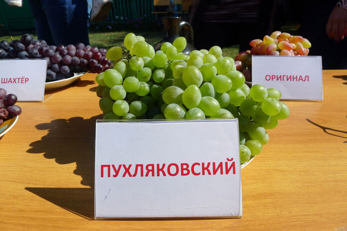 автохтонный сорт винограда "Пухляковский" // фото: toptrop.ru