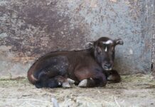 Такин мишми родился в Ростовском зоопарке детеныш такина мишми // фото: пресс-служба Ростовского зоопарка