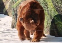 В Ростовском зоопарке проснулся медведь Андрюша бурый медведь Андрюша грызет палочку после пробуждения из спячки // фото: пресс-служба Ростовского зоопарка