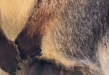 В парке «Лога» родился кенгуренок //фото: telegram-канал парк "Лога"