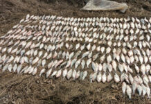 Браконьеров с уловом на 3 млн рублей задержали в Ростовской области //фото: УФСБ России по Ростовской области