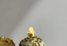 Ростовчан на Пасху ждут дубайские куличи и шоколадные яйца дубайский кулич // фото: пресс-служба Авито