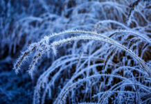 Штормовое предупреждение из-за заморозков объявлено в Ростовской области заморозки // фото: Изображение от wirestock на Freepik