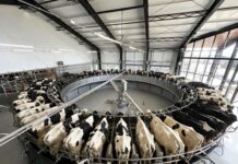 При поддержке Сбера донской сельхозпроизводитель ввёл в эксплуатацию доильную карусель на 60 голов доильная карусель // фото: СЗАО "СКВО"