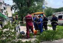 Дерево рухнуло на женщину на остановке в Ростове на женщину упало дерево // фото: Telegram-канал "Тютина"
