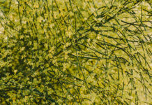 В Азовском районе ввели карантин из-за опасного сорняка сорняк // фото: Изображение от Freepik на Freepik