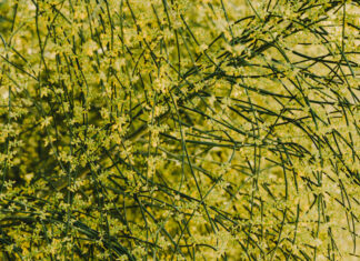 В Азовском районе ввели карантин из-за опасного сорняка сорняк // фото: Изображение от Freepik на Freepik