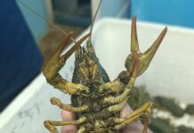 На Дону в Центре аквакультуры начали выращивать длиннопалого рака рак длиннопалый // фото: azniirkh.vniro.ru/