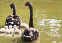 В зоопарке Ростова родились семь черных лебедей черные лебеди с птенцами в Ростовском зоопарке // фото: скриншот видео пресс-службы Ростовского зоопарка
