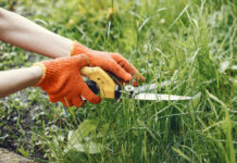 На Дону составили более 200 протоколов из-за сорняков сорняки // фото: Изображение от prostooleh на Freepik