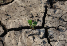 Засуха грозит посевам в 11 районах Дона засуха // фото: Изображение от iachetas на Freepik