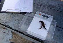 На Дону продолжают работы по выращиванию раков выращивание раков // фото: пресс-служба АзНИИРХ