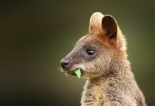 В Ростовской области открыли первый в России глэмпинг с кенгуру кенгуру // фото: Изображение от wirestock на Freepik