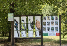 Ростовский зоопарк начал создавать птичьи тропы первая орнитологическая тропа появилась в парке Октября в Ростове // фото: rostov-gorod.ru