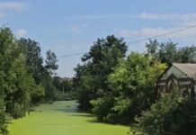 Минприроды региона не обнаружила сточные воды в реке Гнилуша такой зеленой стала река Гнилуша в Красном Сулине // фото: скриншот телеграм-канал "Че по Ростову?"