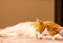 Бесплатную выездную вакцинацию собак и кошек против бешенства проведут в Ростове кот спит // фото: Изображение от wirestock на Freepik