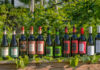 вина Ведерниковъ // фото: сайт виондельни Ведерниковъ, vedernikovwine.ru