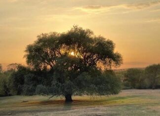 Столетнюю «Бабушку Иву» из Белокалитвинского района обследуют специалисты старинная ива Ростовской области // фото: donland.ru
