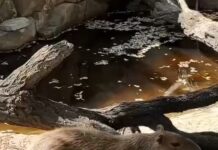 Капибара Каролина отправилась на свидание в Ростовский зоопарк капибара Каролина временно переехала в Ростовский зоопарк // фото: пресс-служба Южного парка "Малинки"