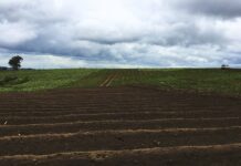 Ученые ЮФУ создают технологии восстановления почв с применением ИИ поле чернозема // фото: freepik.com