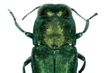 К концу 2025 года узкотелая златка поразила 40% ясеневых насаждений Ростовской области Ясеневая изумрудная златка // фото: Авторство: Pennsylvania Department of Conservation and Natural Resources - Forestry Archive. Forestry Images, CC BY 3.0, commons.ruwiki.ru