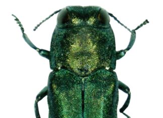 К концу 2025 года узкотелая златка поразила 40% ясеневых насаждений Ростовской области Ясеневая изумрудная златка // фото: Авторство: Pennsylvania Department of Conservation and Natural Resources - Forestry Archive. Forestry Images, CC BY 3.0, commons.ruwiki.ru