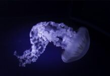 Нашествие медуз в Азовском море достигло рекордных масштабов медуза // фото: Изображение от wirestock на Freepik