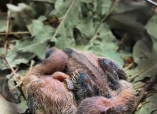 В парке «Малинки» появились птенцы австралийской хохлатой горлицы птенцы автралийской хохлатой горлицы // фото: пресс-служба парка "Малинки"