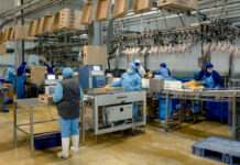 ГК «Дамате» начала поставки утки в Того и ЦАР пекинская утка из Ростовской области отправится на экспорт в Африку // фото: donland.ru