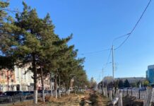 вырубленные сосны в Новочеркасске // фото: Telegram-канал Юрия Слюсаря