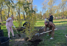 В Ростове в День древонасаждения высадили свыше 3000 деревьев и 6000 кустарников