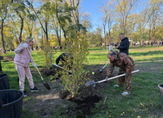 В Ростове в День древонасаждения высадили свыше 3000 деревьев и 6000 кустарников высадка деревьев в День древонасаждения в Ростове // фото: rostov-gorod.ru