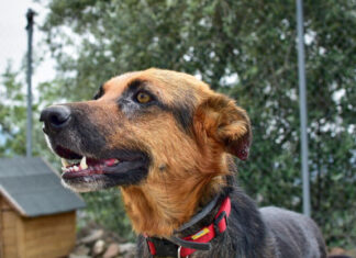 Бастрыкин взял на контроль дело о нападении бродячих собак в Ростовской области бездомные собаки // фото: Изображение от wirestock на Freepik